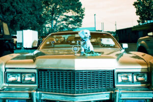 Puppy laying on old Cadillac, Shot on Nikon N65 with Lomochrome Turquoise Film