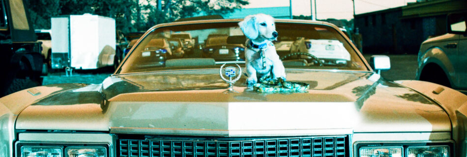 Puppy laying on old Cadillac, Shot on Nikon N65 with Lomochrome Turquoise Film